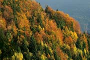 L1584_herbstwald