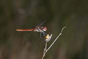 L1590_libelle_nah