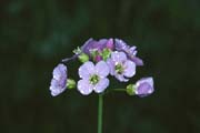 L1608_bluete
