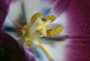 L1728_staubgefuellte_tulpe
