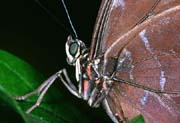 L1749_schmetterling_nah