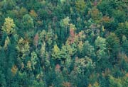 L1839_herbstwald