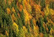 L1840_herbstwald