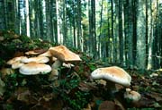 L1853_pilze_im_wald.jpg