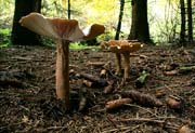L1856_pilze