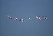 L1859_flamingos