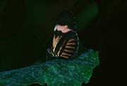 L1874_schmetterling
