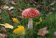 L1994_fliegenpilz