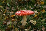 L1996_fliegenpilz