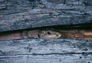 L2053_eidechse_im_versteck