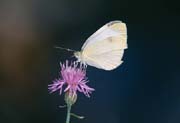 L2056_schmetterling_ver