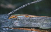 L2057_eidechse_schlaeft