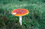 L2063_fliegenpilz