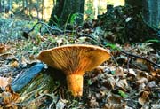 L2064_gelber_pilz