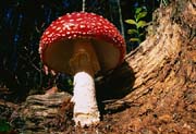 L2065_fliegenpilz