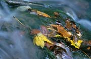 L2083_blaetter_im_wasser