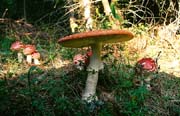 L2093_fliegenpilze