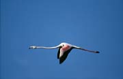 L2160_flamingo_im_flug