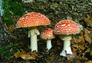 L2238_fliegenpilze