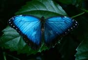 L2288_falter