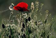 L2318_roter_mohn