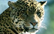 L2376_leopard_8_ver