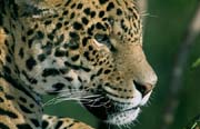 L2379_leopard_10