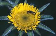 L2417_spinne_in_abwehr