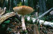 L2435_fliegenpilz