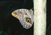 L2441_schmetterling