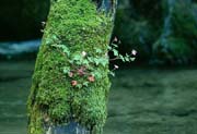 L2481_blueten_am_baum_1