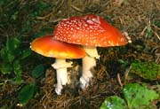 L2511_fliegenpilze_beschirmt