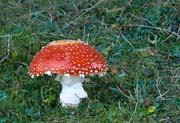 L2512_fliegenpilz