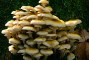 L2515_pilze_am_baum