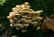 L2516_pilze_am_baum