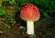 L2518_fliegenpilz