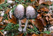 L2519_pilze
