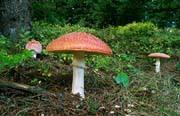 L2521_pilze