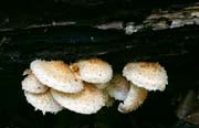 L2526_pilze_am_baumstamm