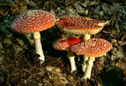 L2543_fliegenpilze