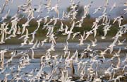 L2556_moewen_im_flug
