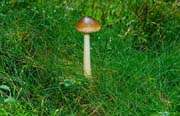 L2597_pilz_im_gruen