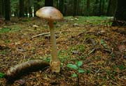 L2600_pilz_u_zapfen