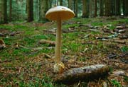 L2602_pilz_m_fliege