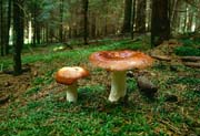 L2606_pilze