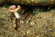 L2607_pilz
