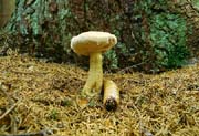 L2609_pilz_vor_baum