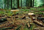 L2610_pilze_zwei