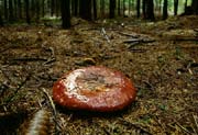 L2611_pilz_pizza