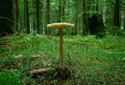 L2612_pilz
